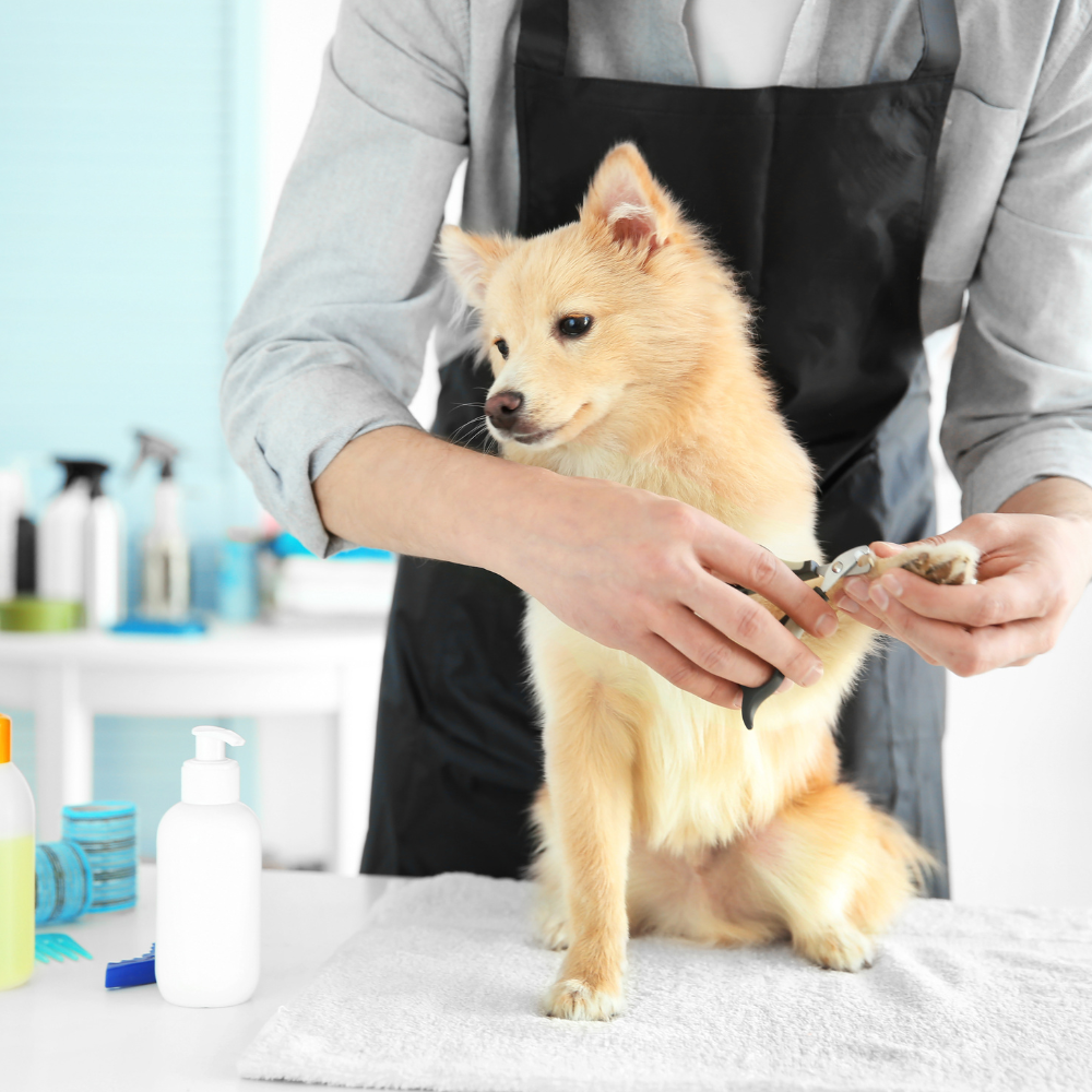 Advanced Certificate in Dog and Pet Grooming
