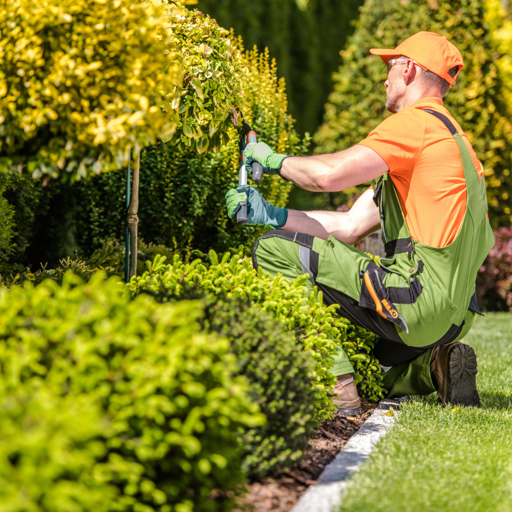 Advanced Certificate in Landscaping