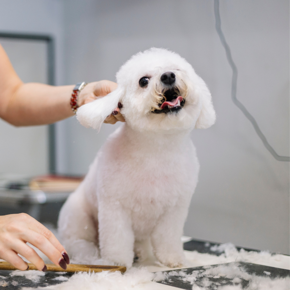 Professional Certificate In Dog And Pet Grooming