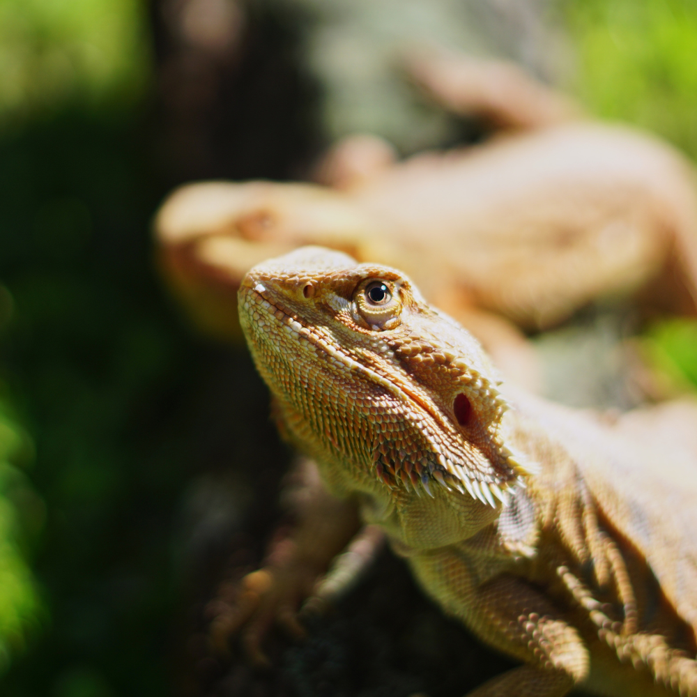Professional Certificate In Reptile Zoology